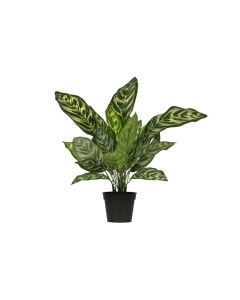 WOOOD Aglaonema Kunstpflanze grün 50 cm