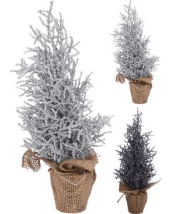 Weihnachtsbaum im Topf 35 cm 2 Sorten