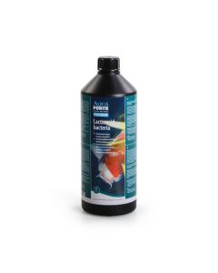 AquaForte Milchsäurebakterien 1 liter